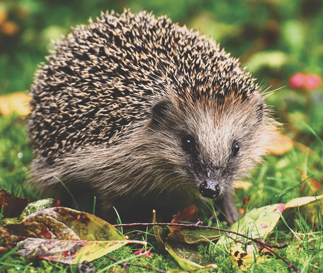 Hedgehog in natural habitat – wildlife protection and conservation