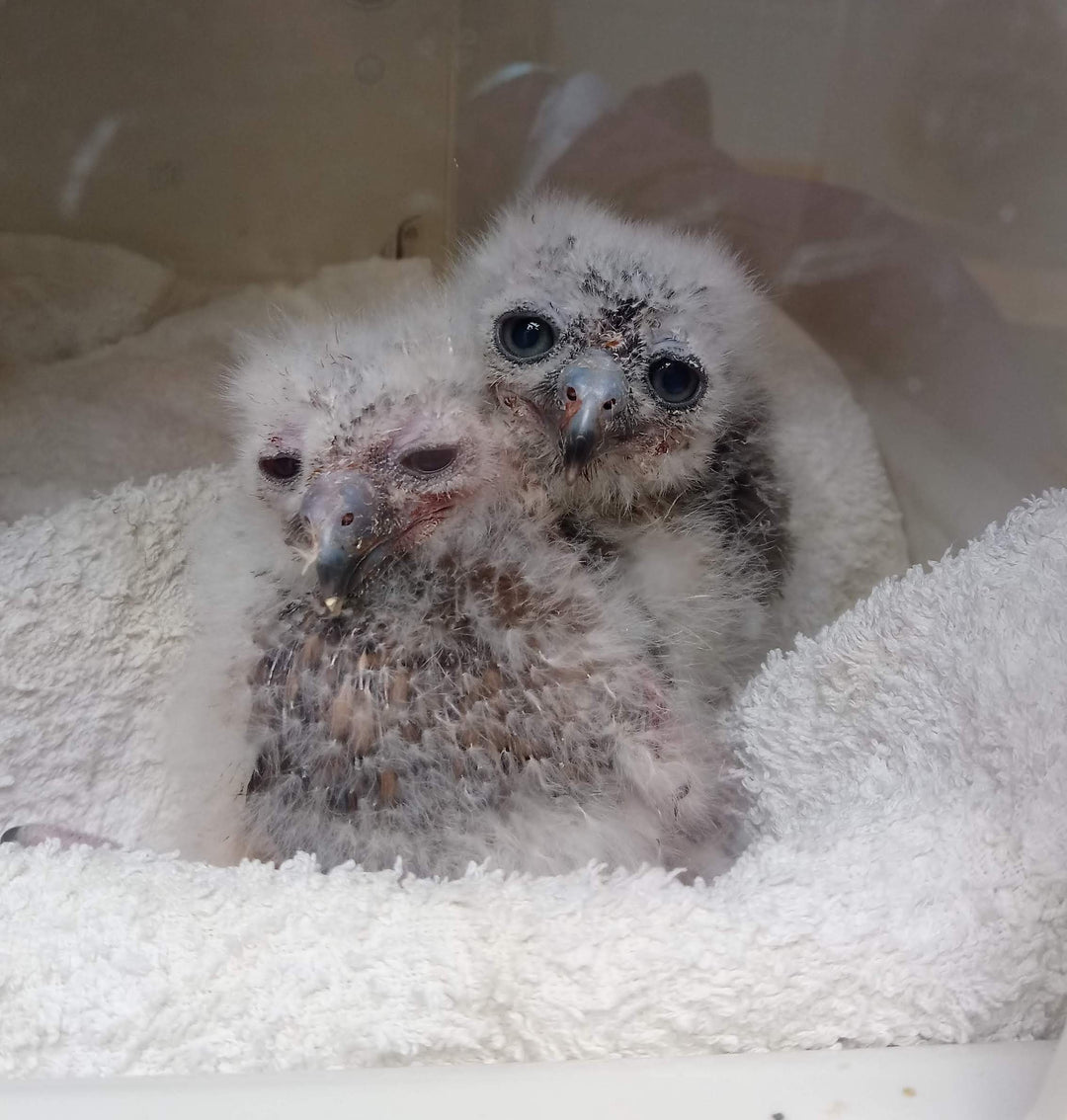 Two fluffy baby owls nestled together – UK wildlife rescue image