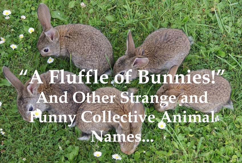 A Fluffle of Bunnies! And Other Strange and Funny Collective Animal Names...