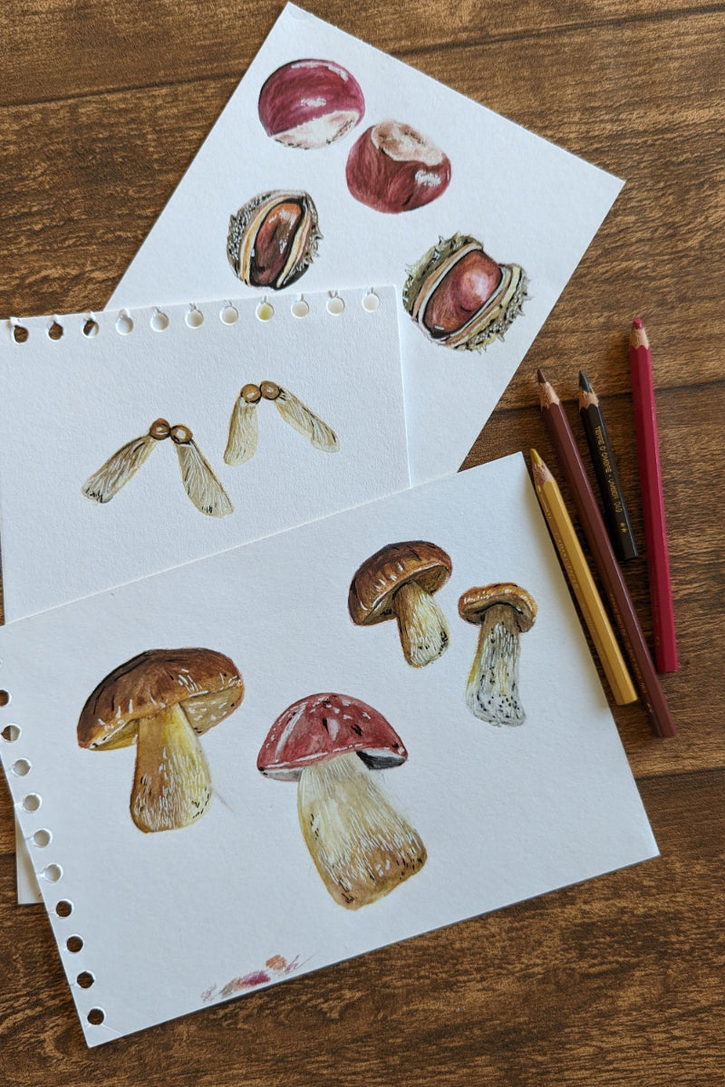 Nature-inspired watercolour sketches featuring mushrooms, conkers, and acorns, available for product design licensing and wildlife-themed brand collaborations.